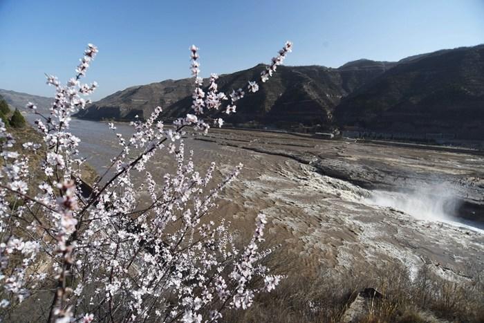 黃河壺口瀑布迎來(lái)“桃花汛”