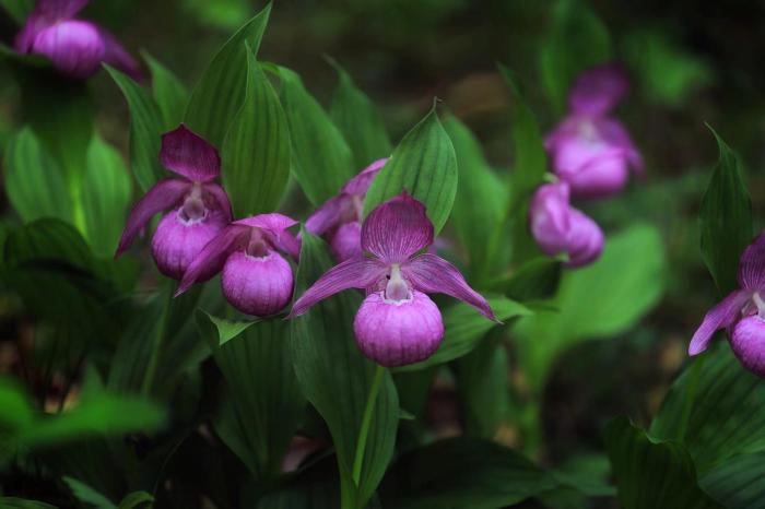 200余株國家一級瀕危保護(hù)植物大花杓蘭被發(fā)現(xiàn)