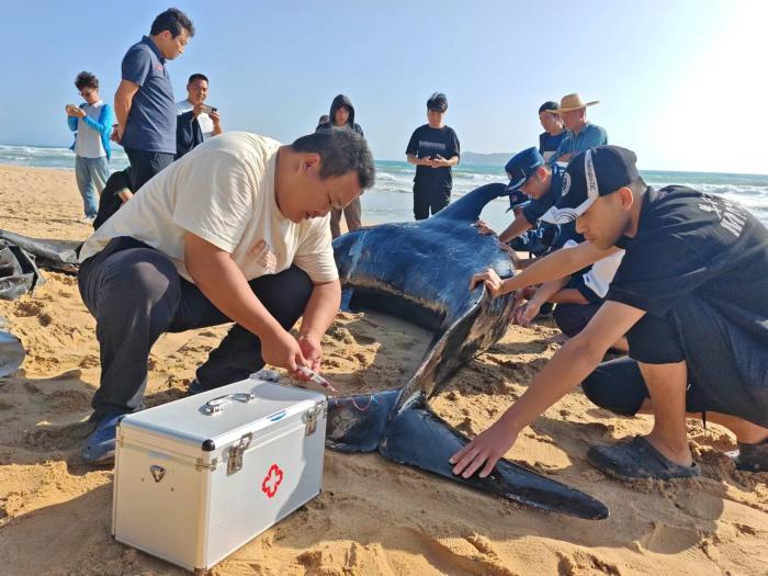 一受傷鯨魚(yú)擱淺三亞海灘 多方聯(lián)合救援