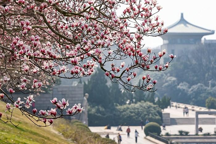 賞花正當(dāng)時 打卡多地看秀麗春光