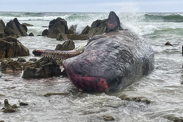 14頭抹香鯨擱淺后死亡