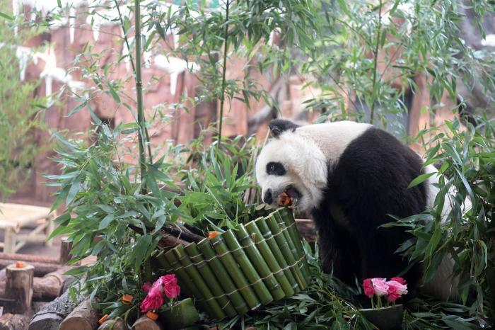 濟(jì)南動(dòng)物園大熊貓“華奧”迎來(lái)17歲生日