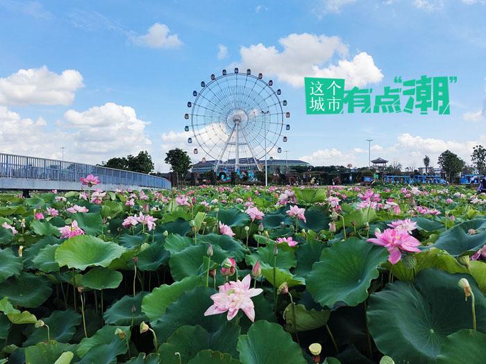 貴港：今夕是“荷”夕 這座城怎么“荷”里“荷”氣的